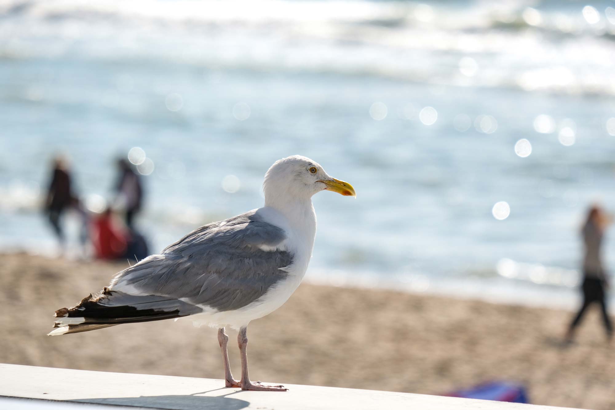 Möwe am Strand