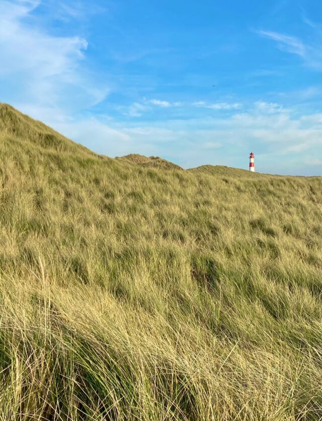 Sylt oder Gemälde? 🎨

Himmel wie Aquarell. Gräser tanzen im Wind. 🌾💨
Dünen wie Wellen – und mittendrin: der Leuchtturm als stiller Held. 🏝️✨ Nordseeliebe, die direkt ins Herz geht. 💙

#SyltMagic #NordseeLiebe #WellenAusSand #LeuchtturmLiebe #NaturMoment #InselVibes #SyltUrlaub #Sylt